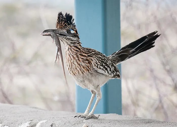 Brantley Lake State Park Campground gallery 3