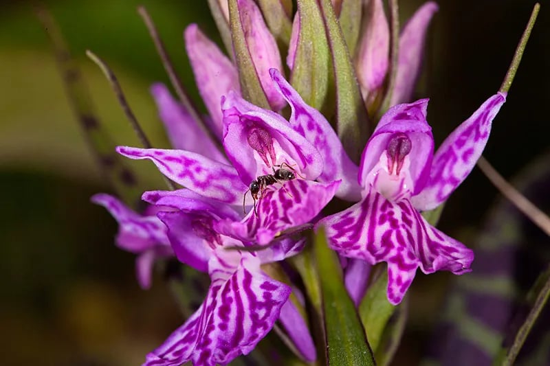 Camping Hoeve Springendal gallery 2