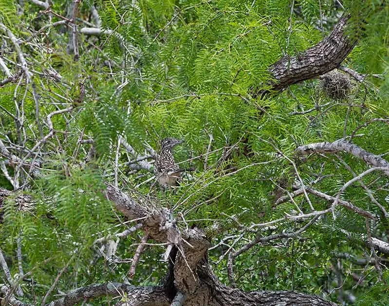 Lake Corpus Christi State Park Campground
