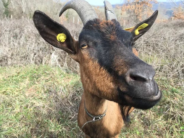 Agricamping L’Apicorno gallery 2