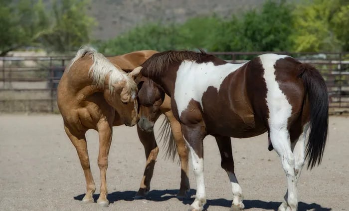 Stardust trailer park gallery 1