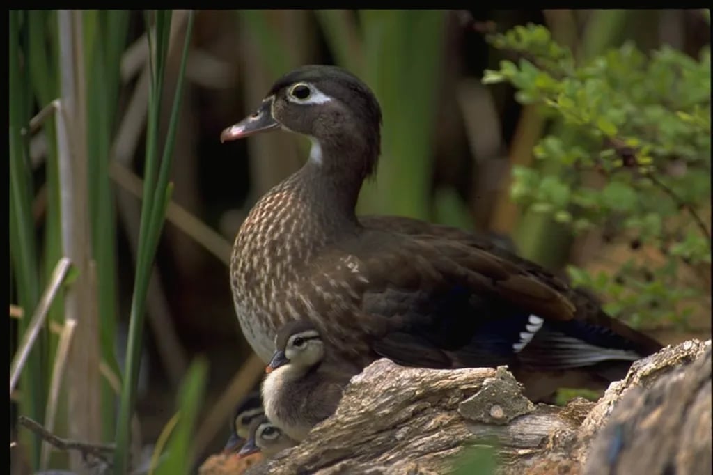 Caddo Lake State Park Campground
