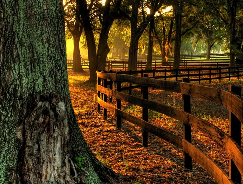 The Grand Oaks RV Resort gallery 3