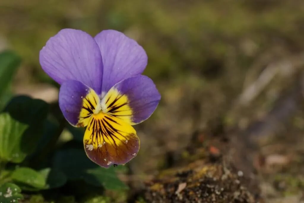 Camping De Vogelsangh