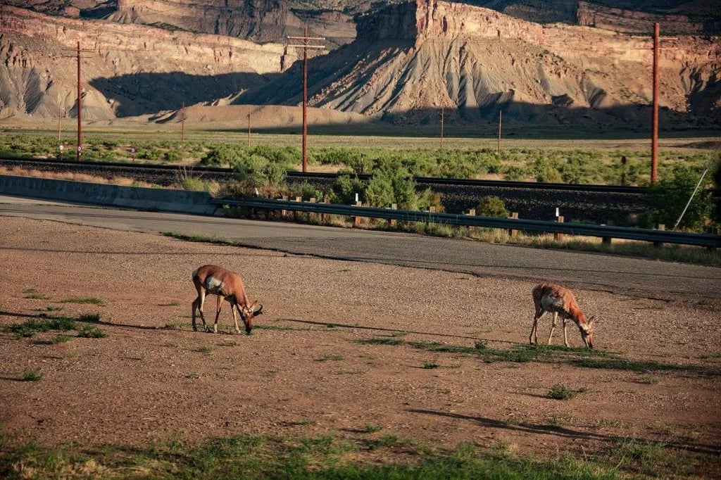 Desert Moon Hotel & RV Park gallery 1