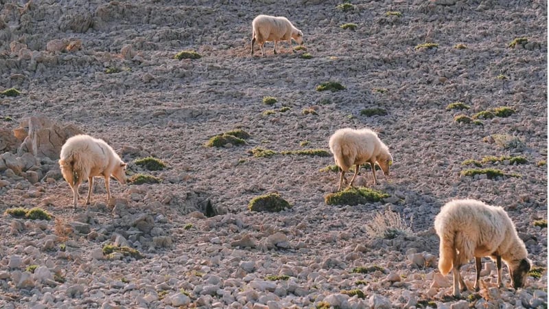 Terra Park Phalaris