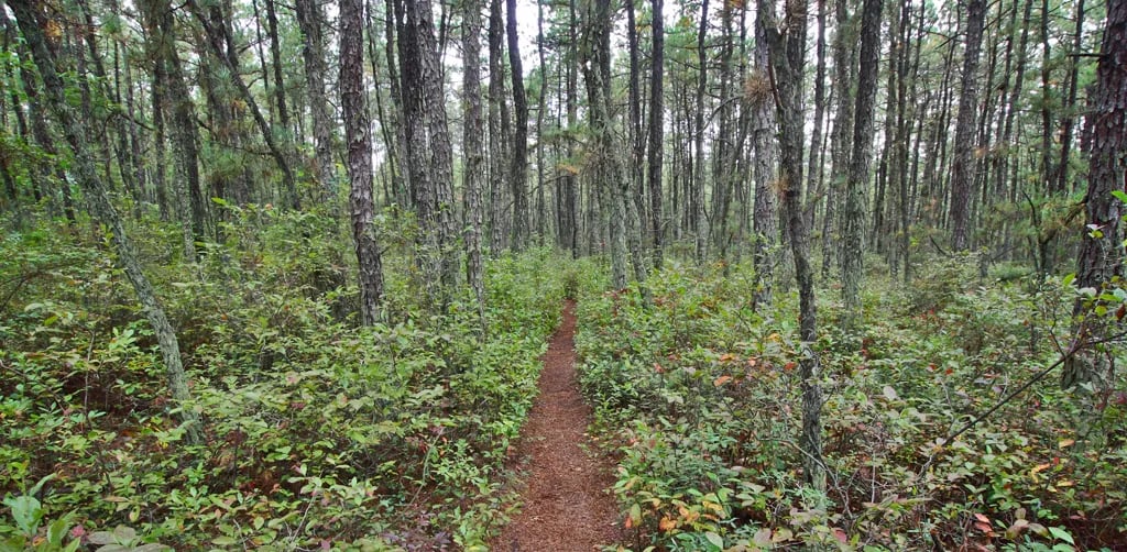 Atlantic Shore Pines Campground gallery 1