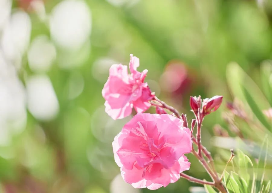 Torre Rinalda Beach Camping & Resort gallery 1