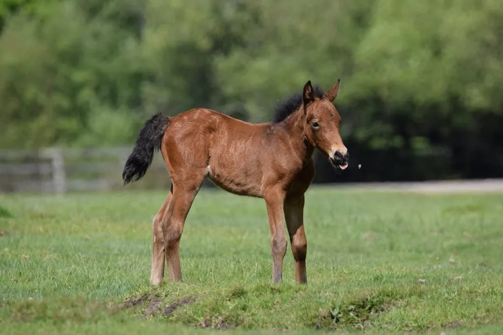 Ashurst Caravan and Camping Site gallery 1
