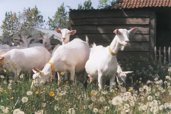 Camping De Heide gallery 3