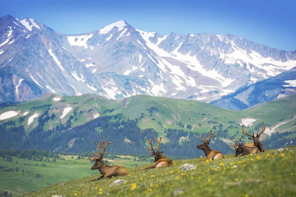 Yogi Bear’s Jellystone Park at Estes Park
