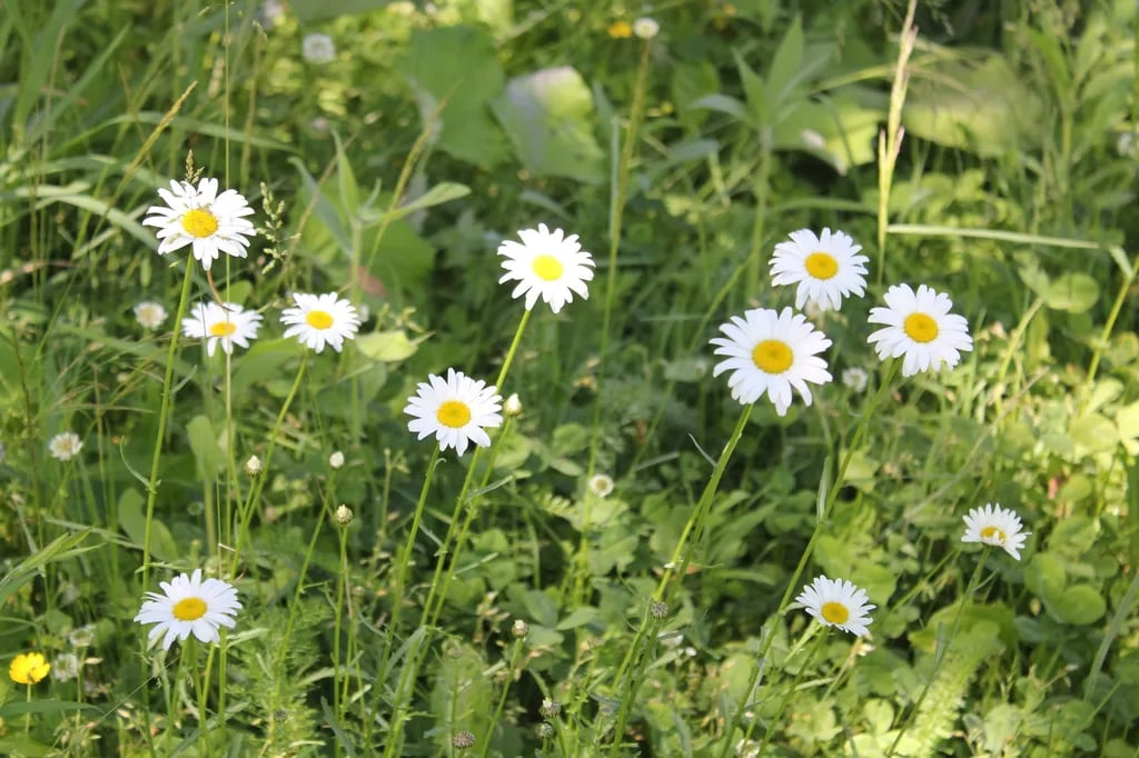 Onion River Campground gallery 3