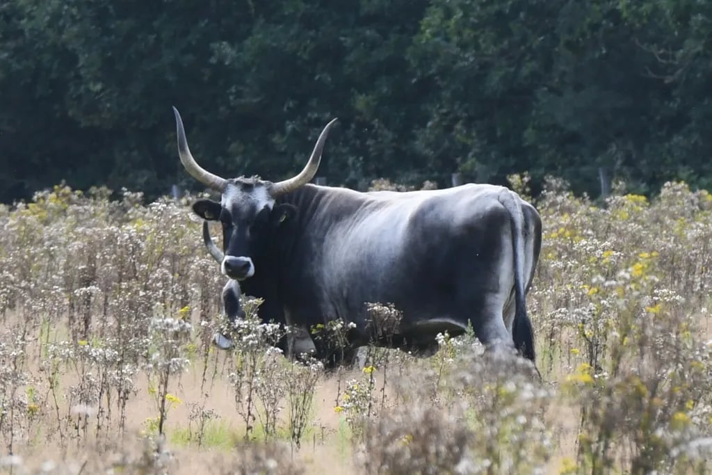 Euroase ‘t Vosseven gallery 1