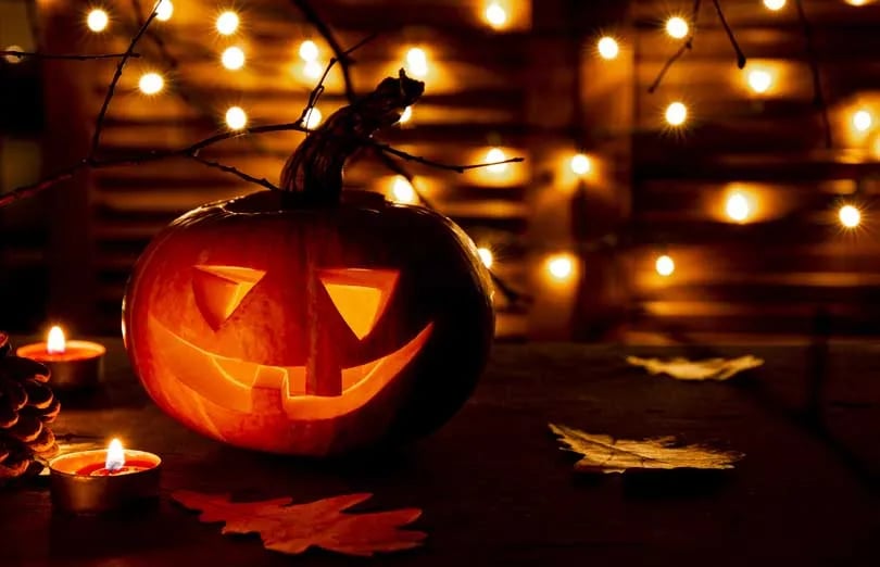 Yogi Bears Jellystone Park at Cooperstown