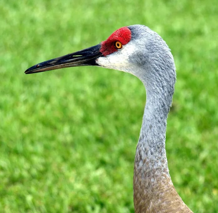 The Glades RV Resort gallery 1