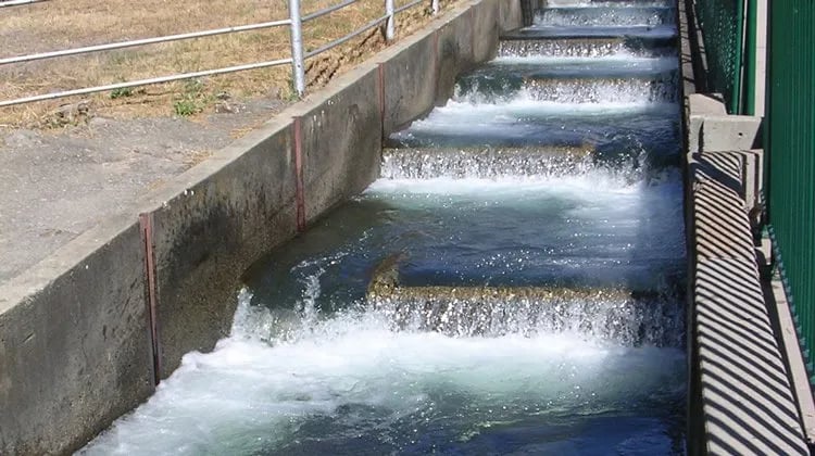 River Oaks Resort gallery 3