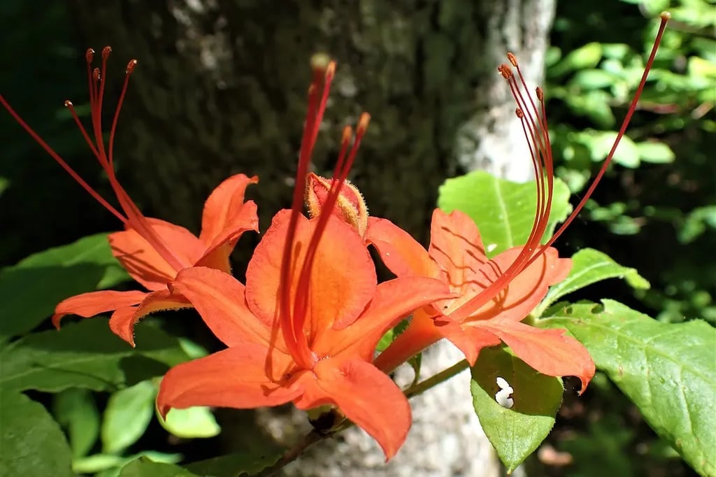 Springer Mountain Shelter