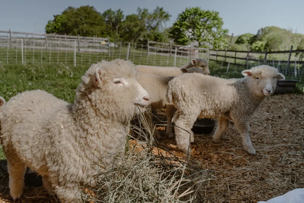 Tops’l Farm gallery 2