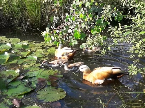 Nature Camp Eucalyptus gallery 3