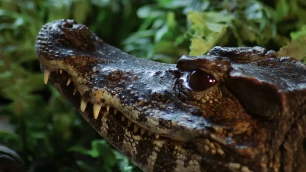 Birkie Barn farmstay camper cabin gallery 2