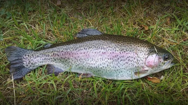Tumbling Waters Campground and Trout Pond gallery 2