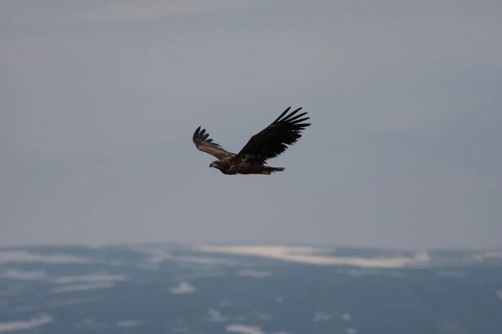 Stabbursdalen Resort gallery 2