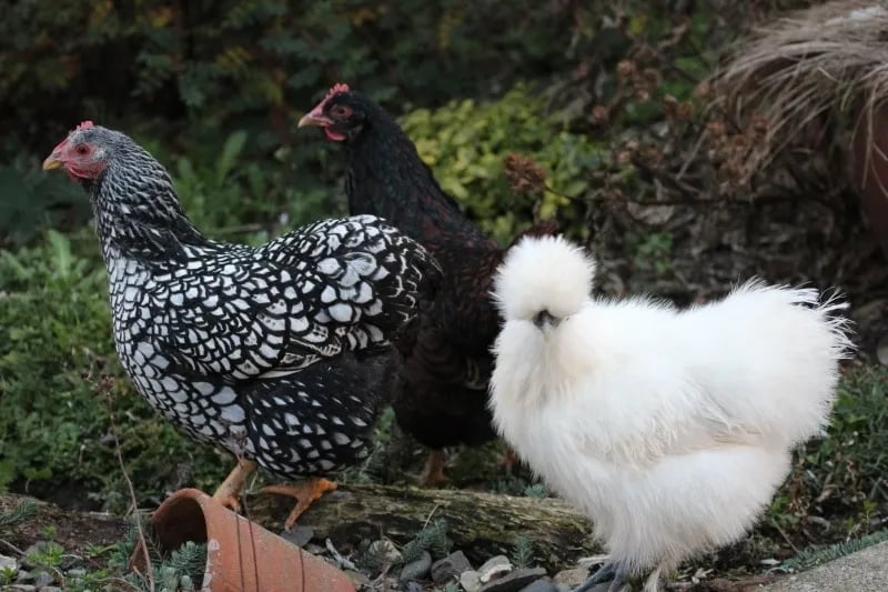 Edgewater Holiday Park gallery 2