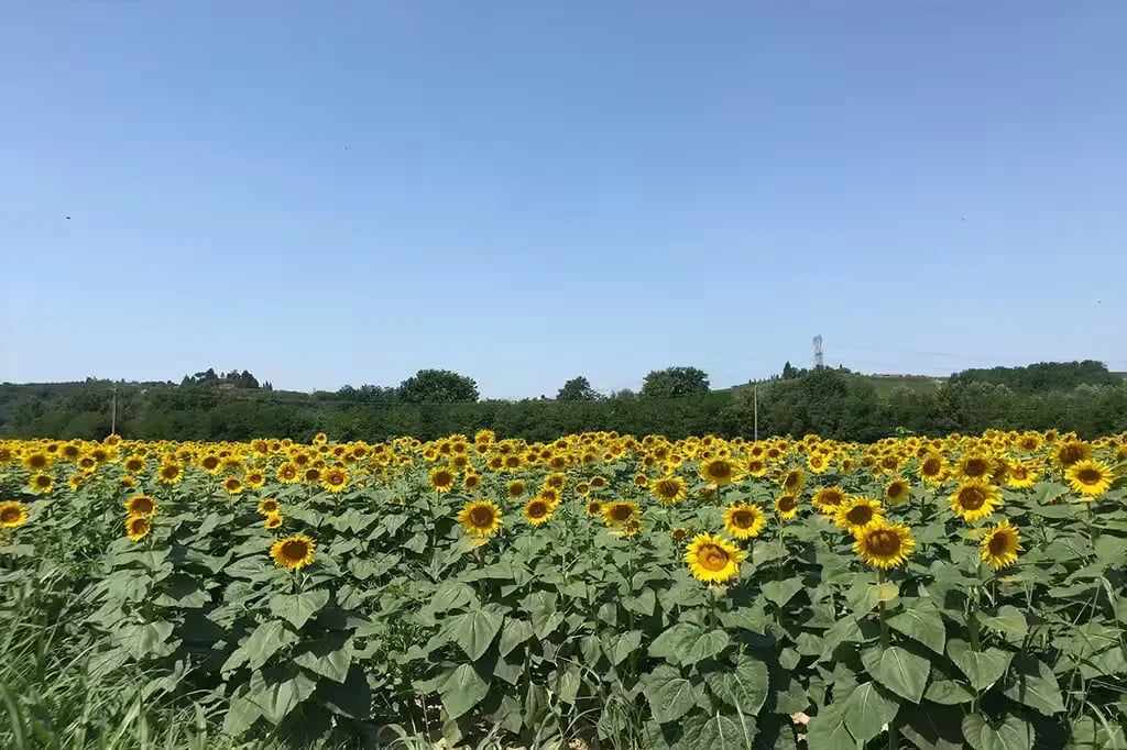 AGRICAMING POGGIO AI PINI gallery 2