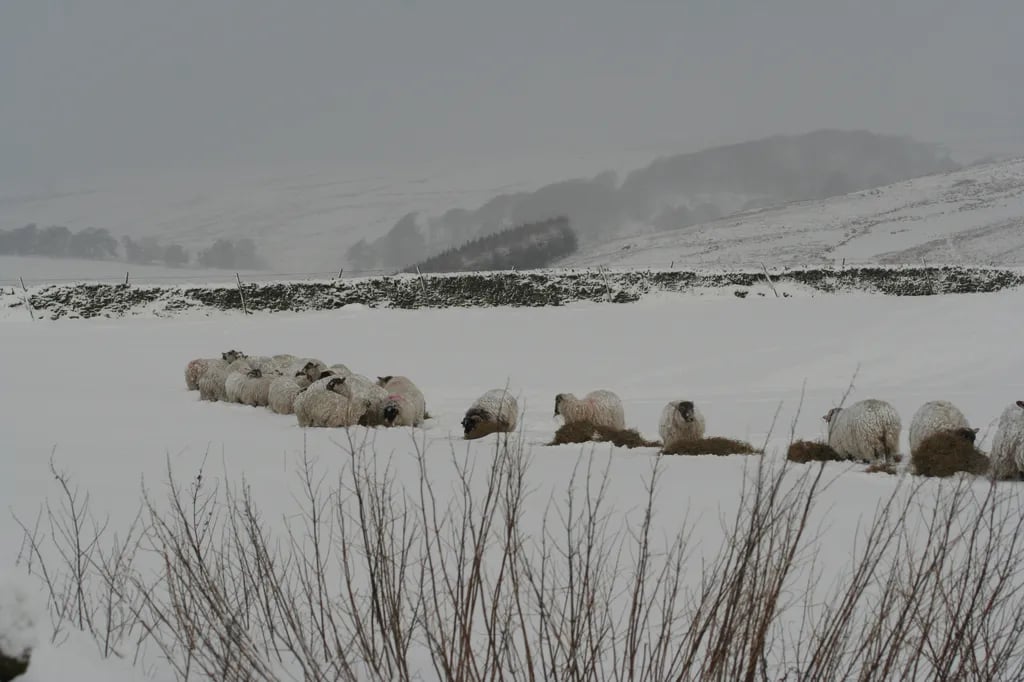 Breaks Fold Farm Glamping & Camping gallery 3