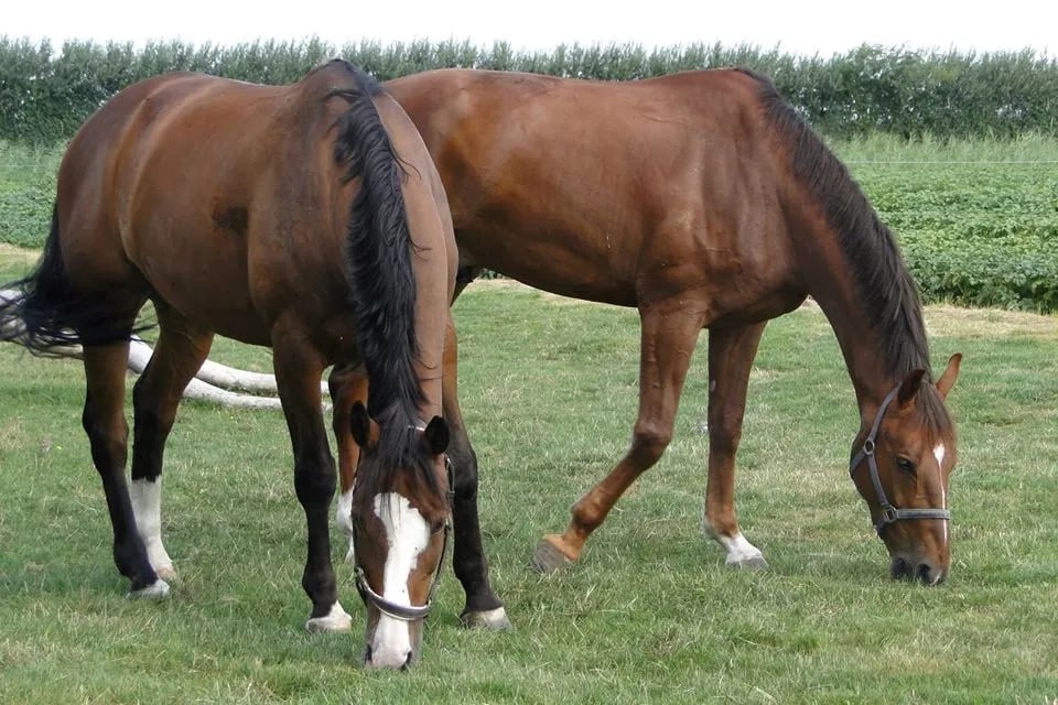 Camping De Hooge Meet gallery 1