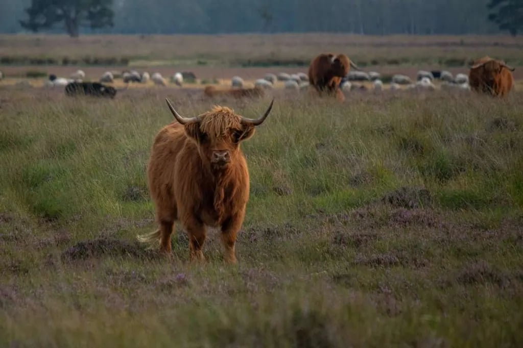 De Goede Weide Recreatie gallery 1