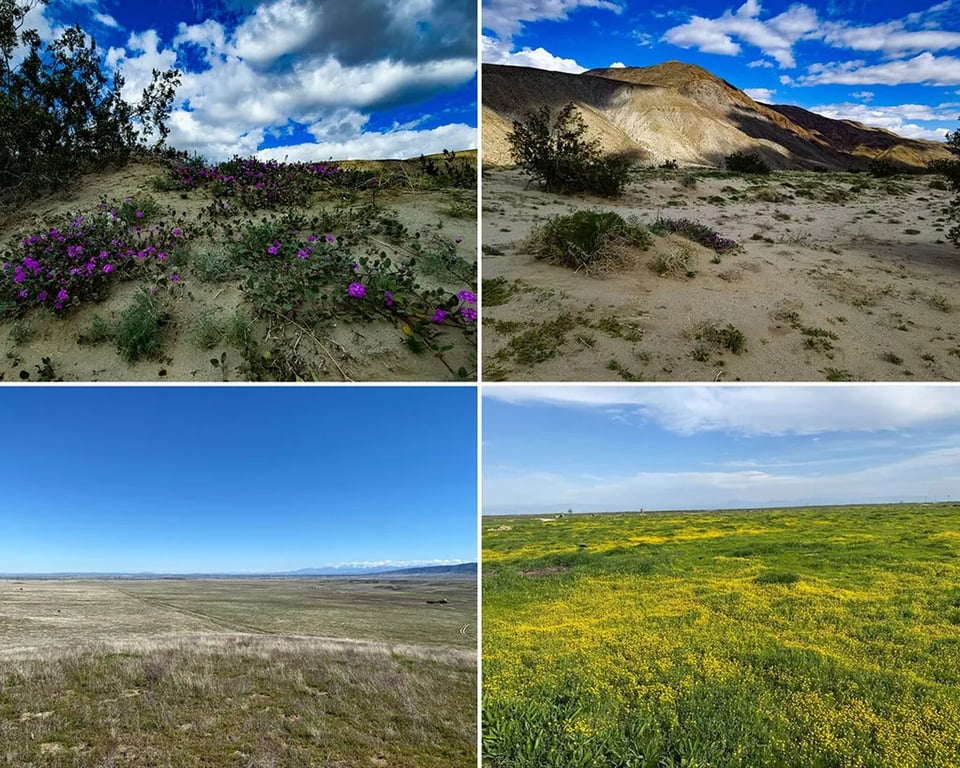 Anza-Borrego Desert State Park
