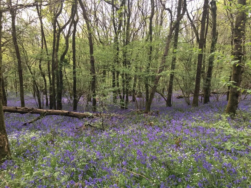 Dorset Country Holidays gallery 1