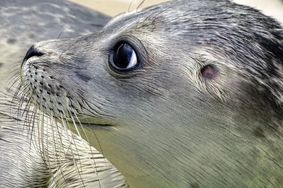 Domaine du Blanc Pignon gallery 1