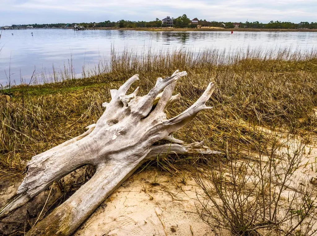 Carolina Beach State Park Campground gallery 2
