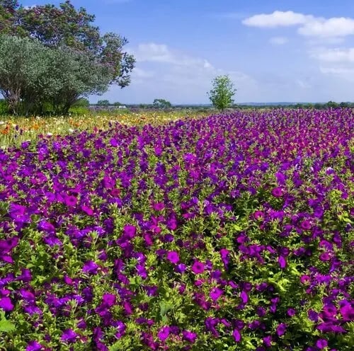 Luckenbach Texas Dance Hall gallery 3