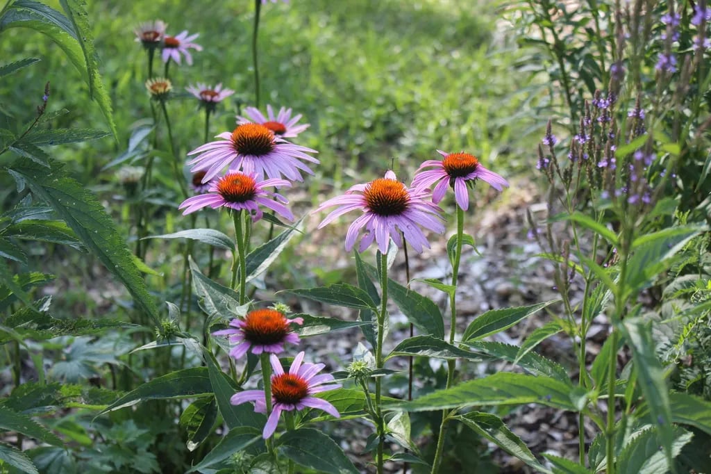 Onion River Campground gallery 2