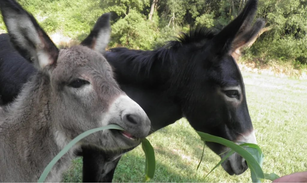 Camping Begur gallery 1