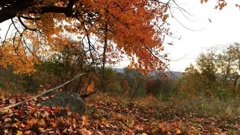 Howling Wolf Farmstay gallery 3