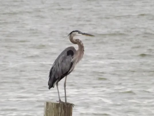 Waterfront Lodge, Marina and RV Park – Lake Livingston gallery 3