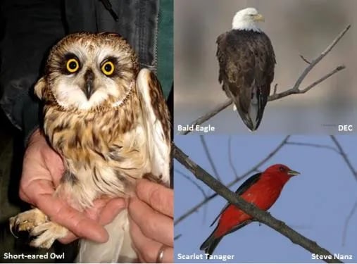 Red House Area — Allegany State Park State Park