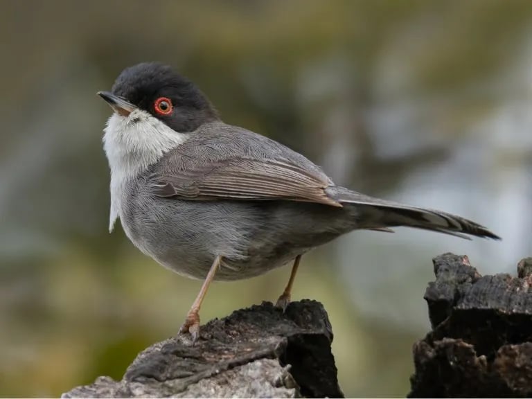 Camping Serro da Bica gallery 1