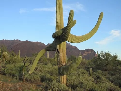 Usery Mountain Regional Park gallery 3