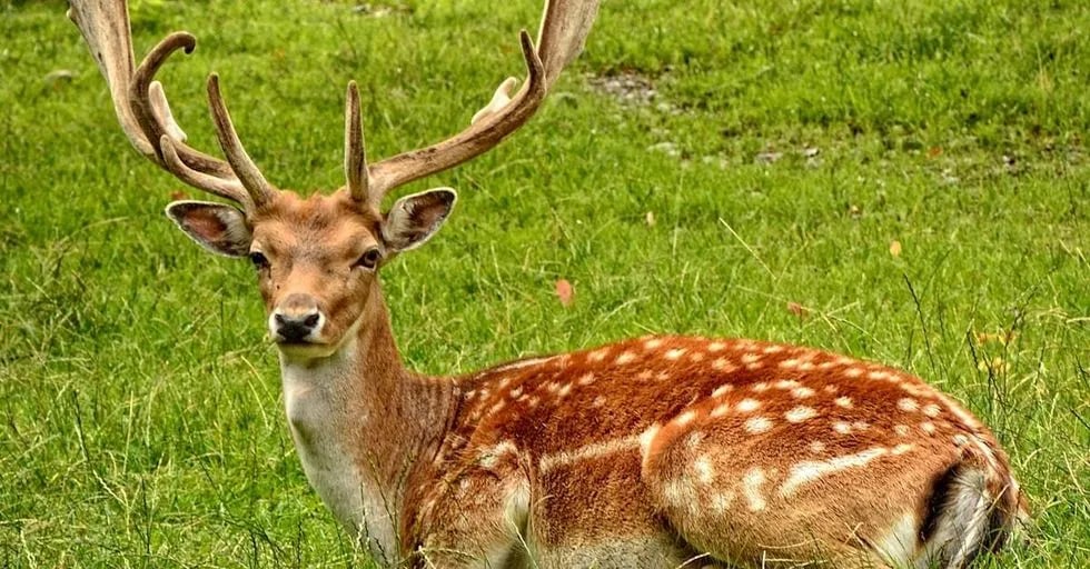 Cowboys and Angels RV Park and Cabins gallery 3