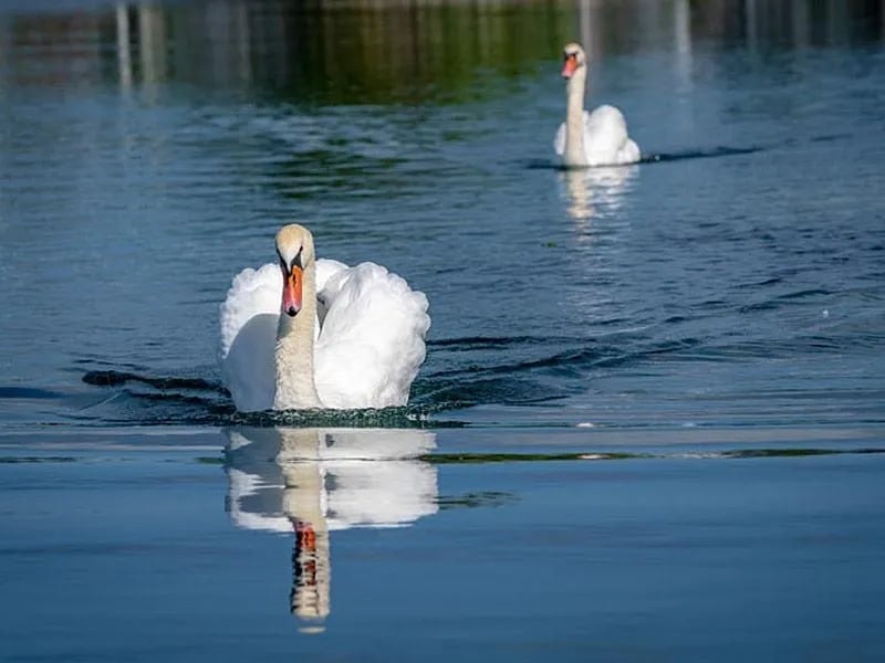 Lake San Marino RV Resort, A Sun RV Resort gallery 2