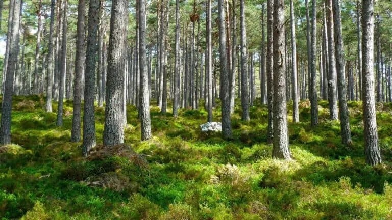 Wildwoodz Cabins gallery 3