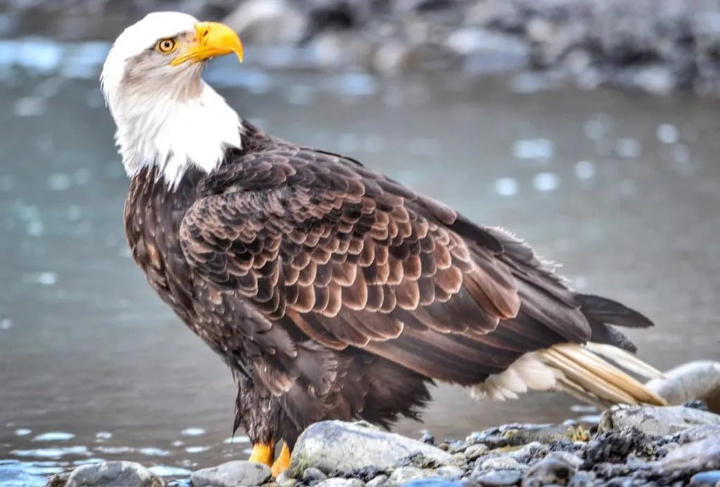 Kenai River – Cast Away Riverside gallery 1