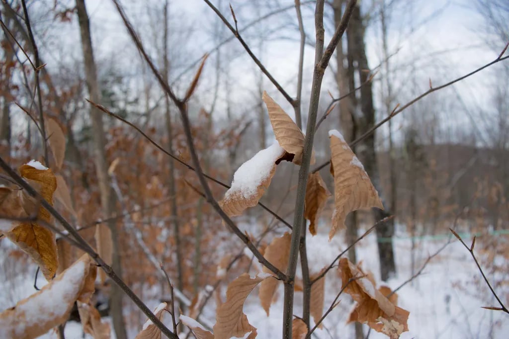 Maple Hill Campsites