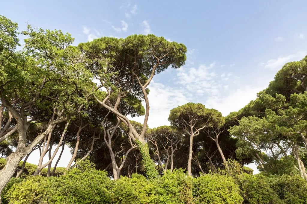 Hu Park Albatros Village