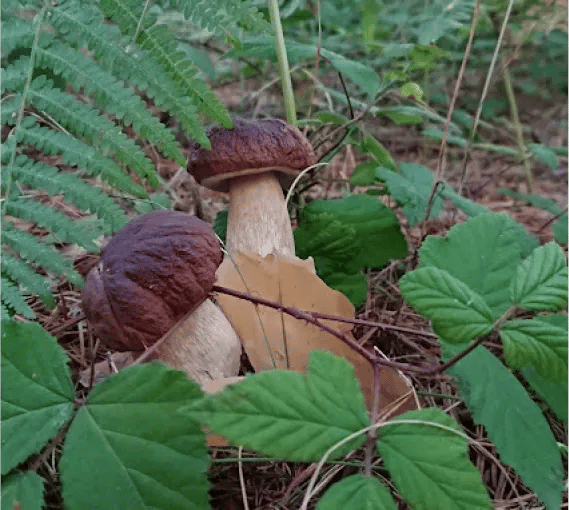 Camping la Nava gallery 2